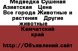 Медведка Сушеная Азиатская › Цена ­ 1 400 - Все города Животные и растения » Другие животные   . Камчатский край